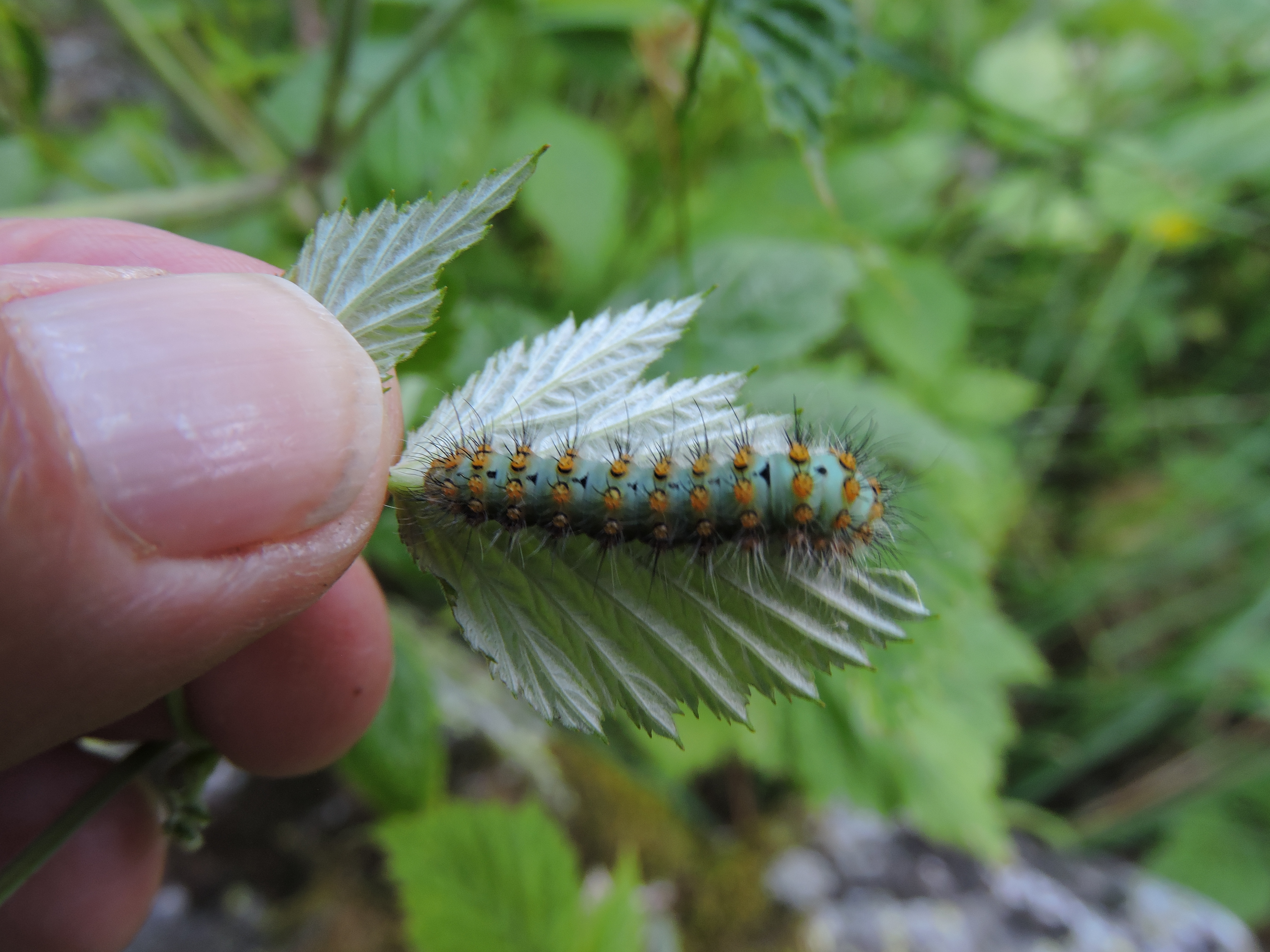 petit paon de la nuit chenille