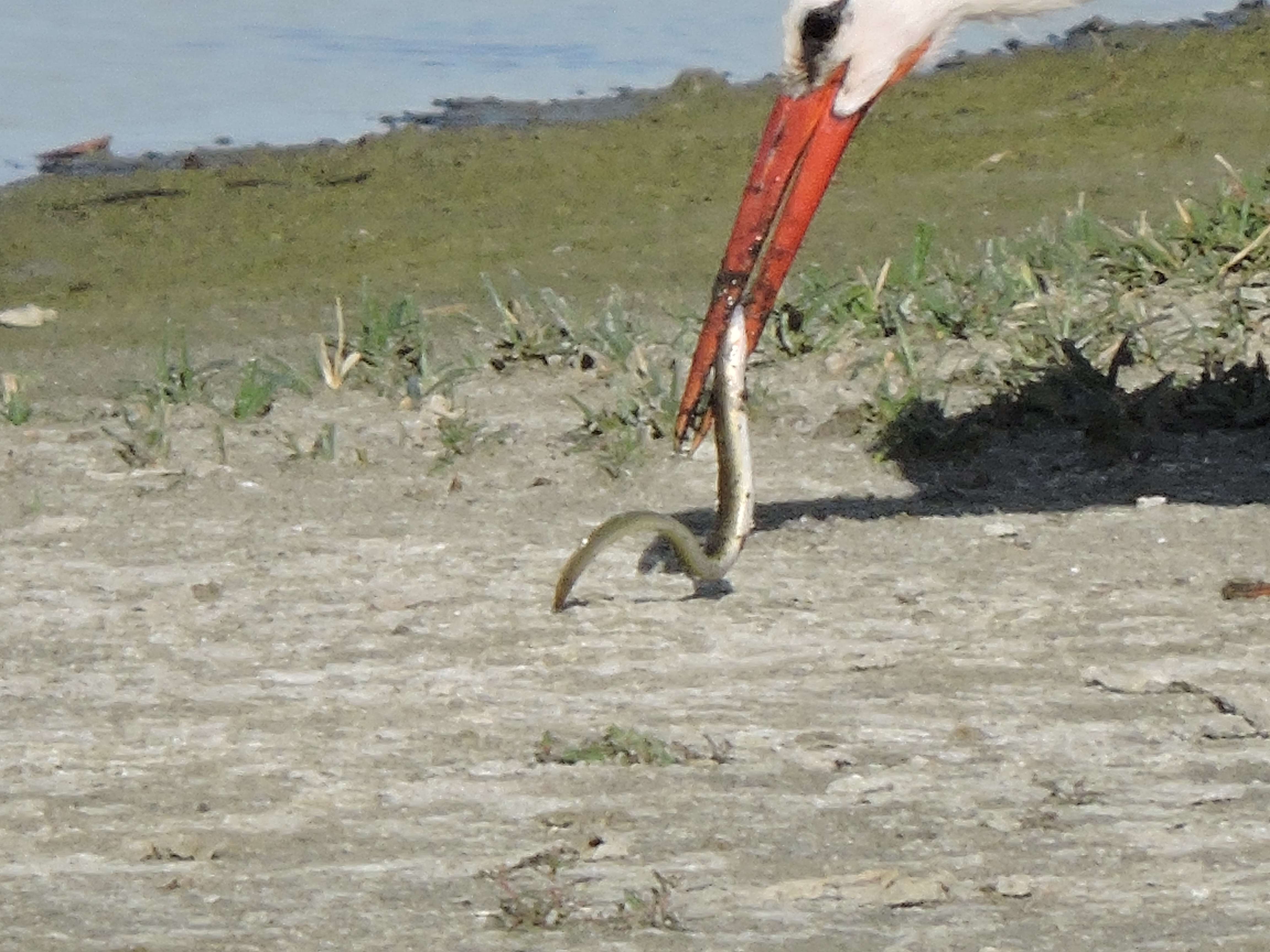 cigogne blanche mangeant une anguille