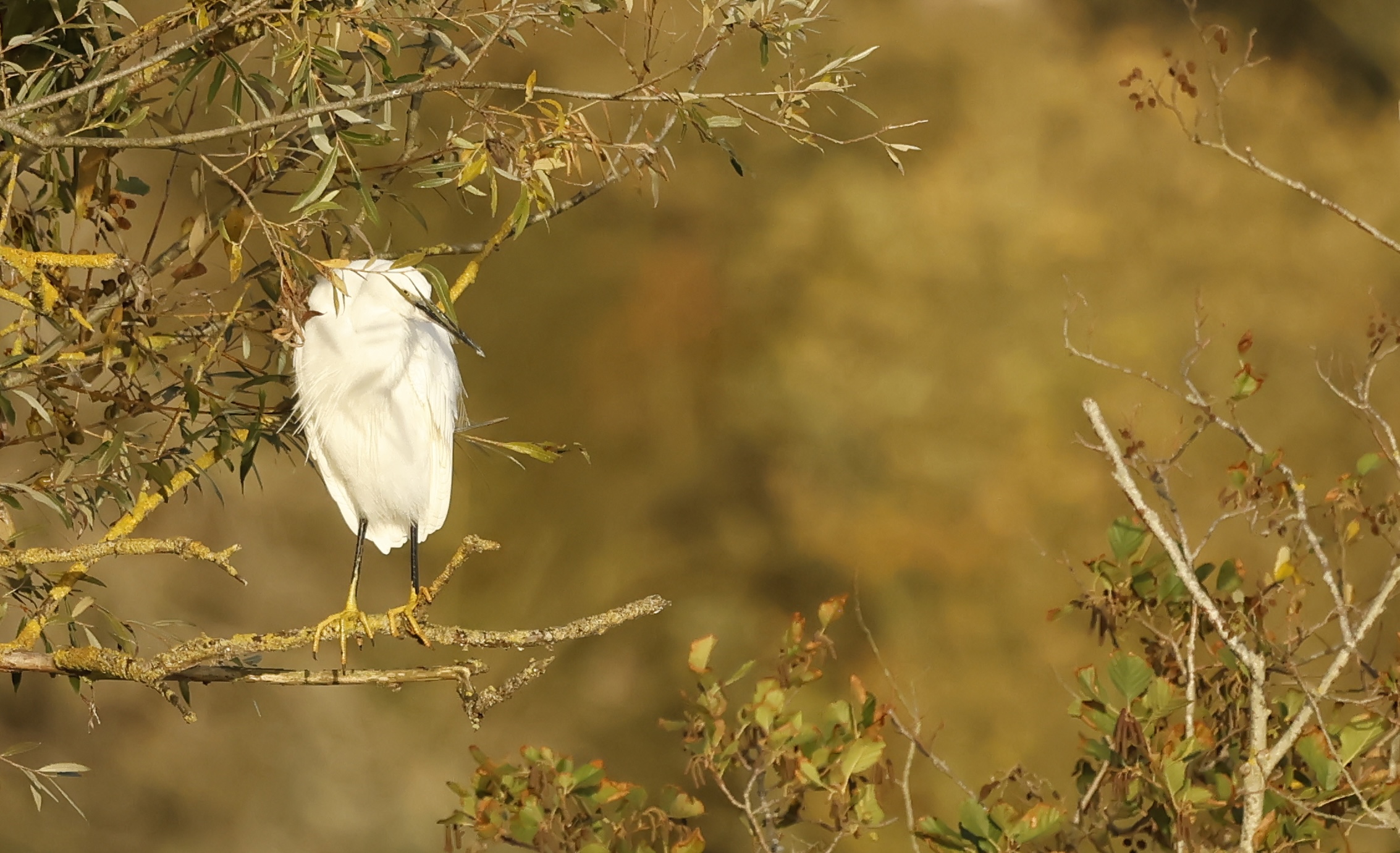 Aigrette garzette