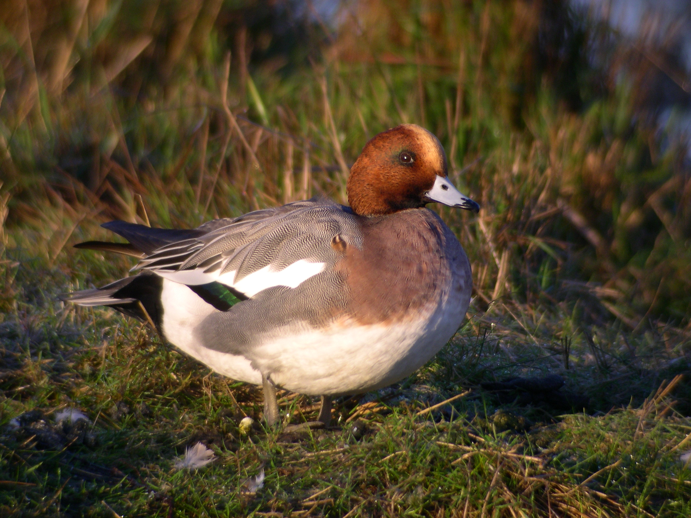 Sortie Uitkerke sur inscription