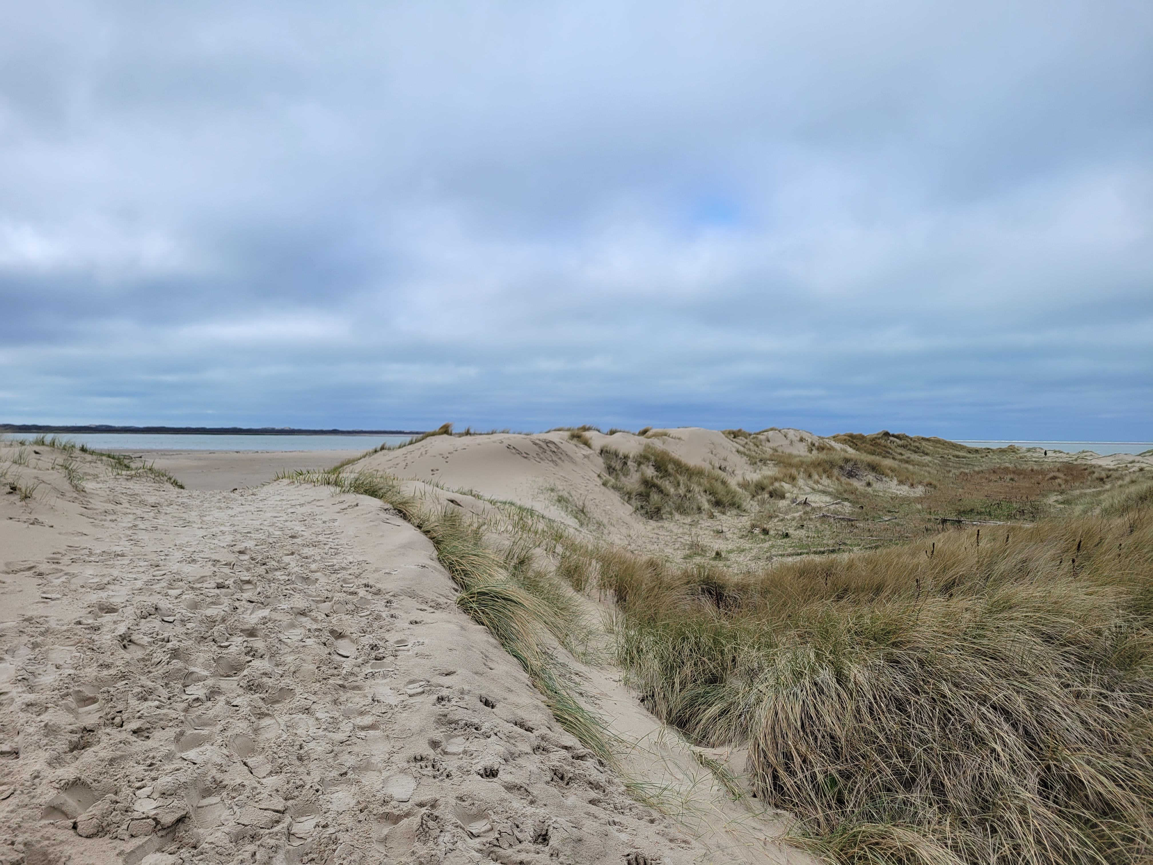 Oiseaux échoués sur la côte