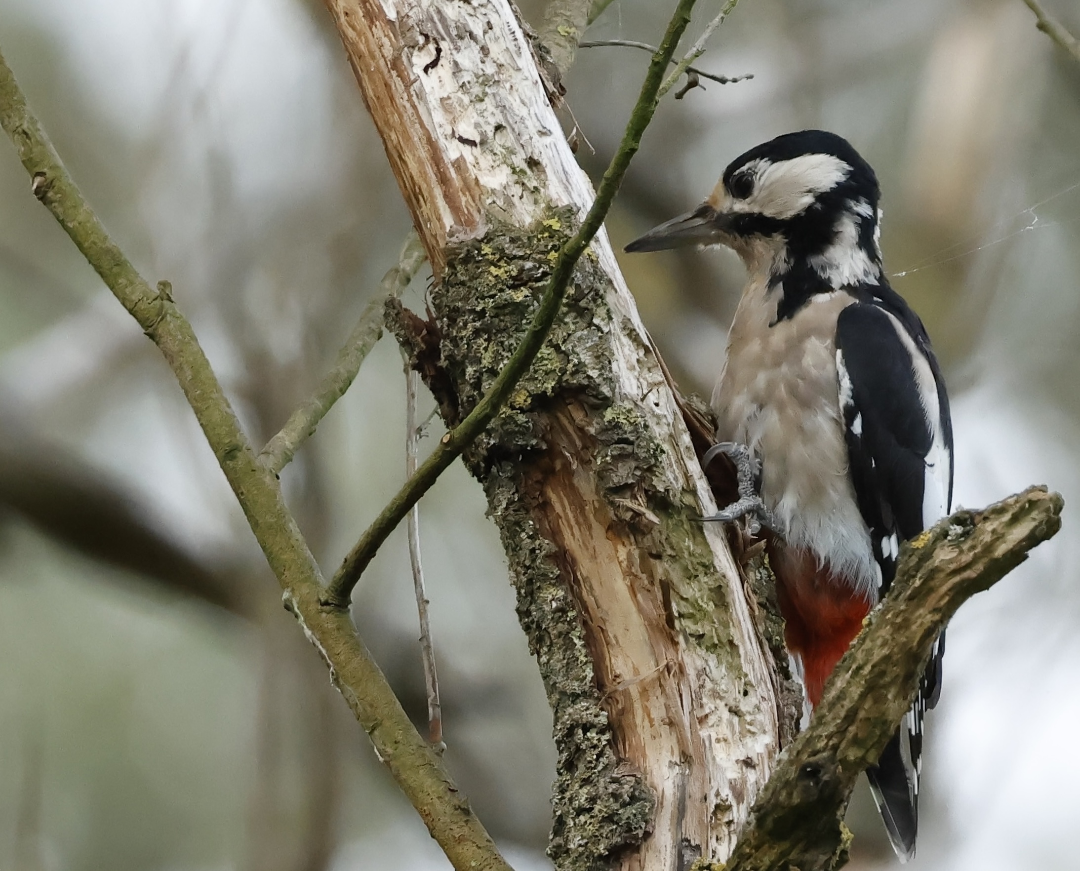 Oiseaux de printemps au marais de Cambrin et l'argilière d'Annequin
