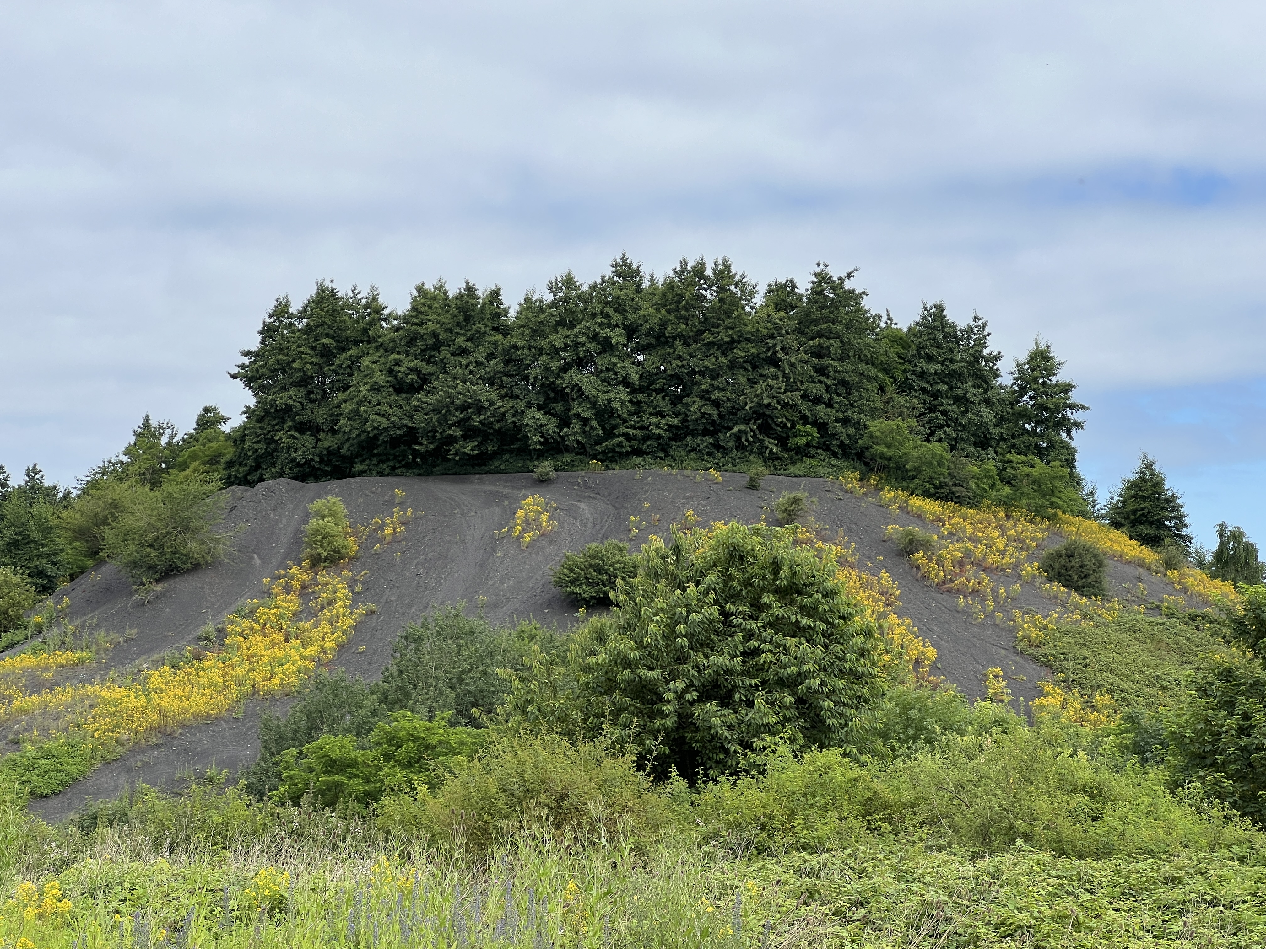 Terril Sainte Henriette d'Hénin- Beaumont