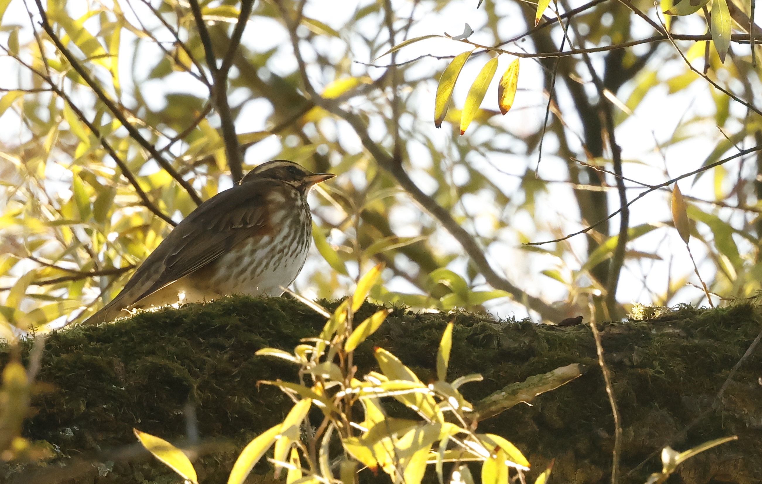 Sortie migration au terril de Pinchonvalles