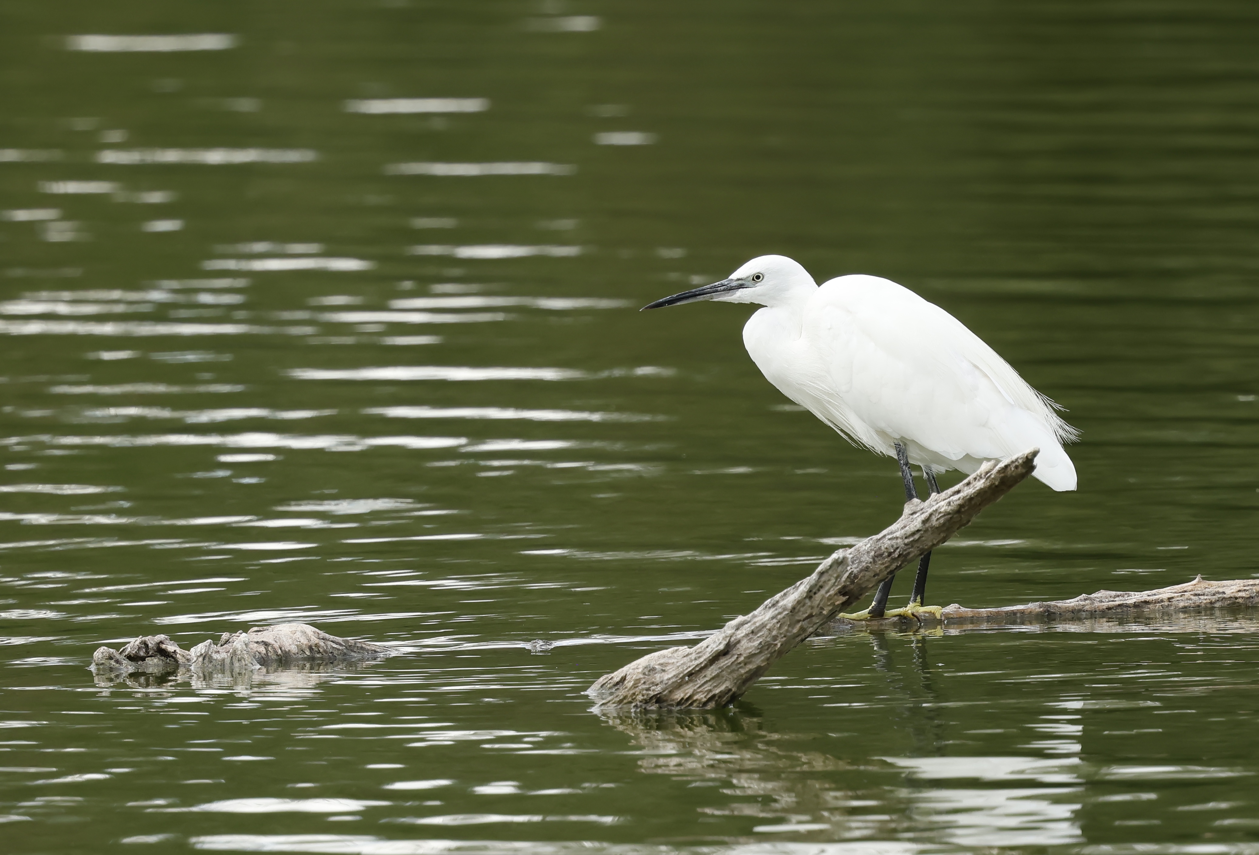 Comptage Wetland 2027
