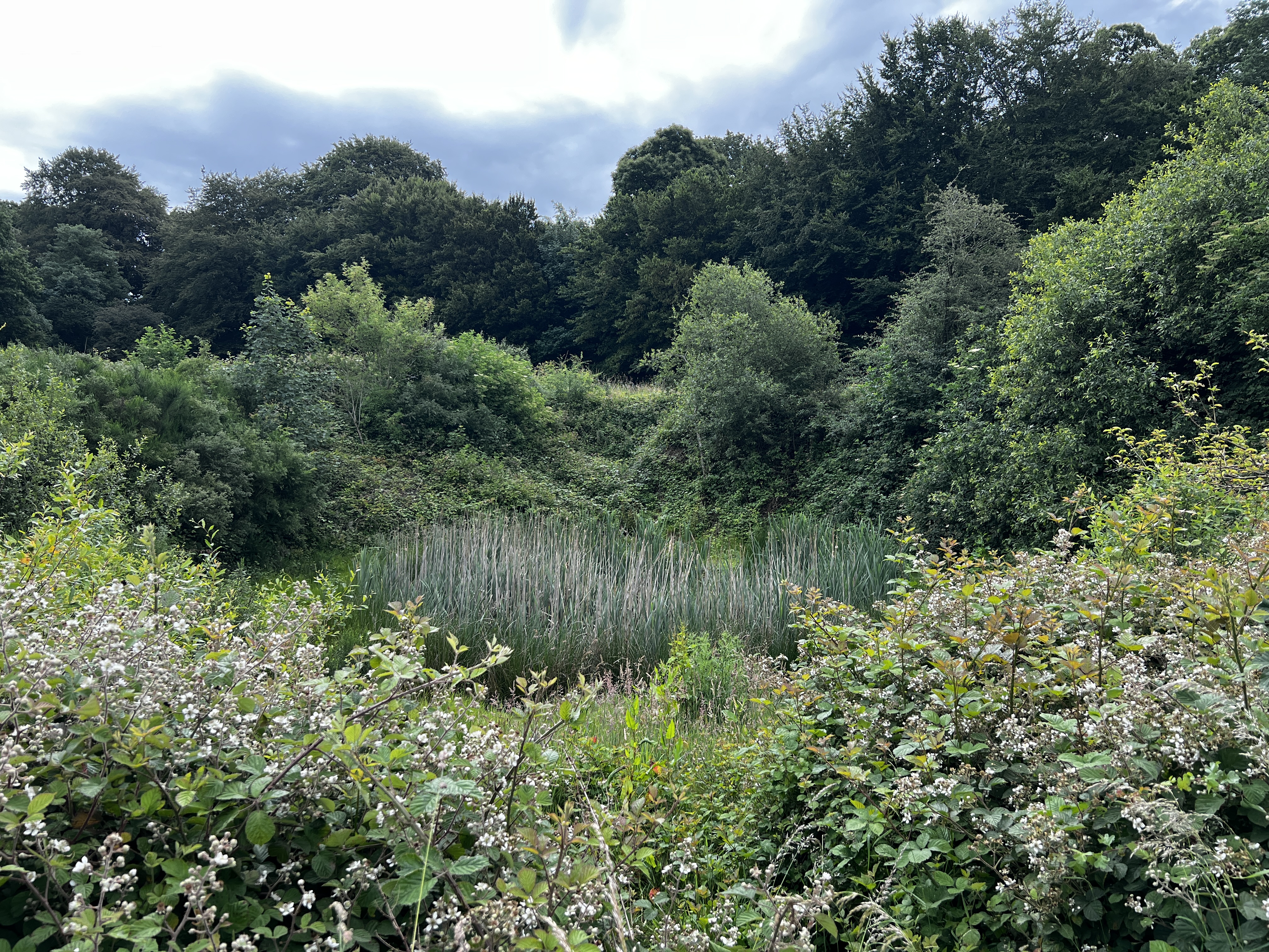Chantier nature mare des Halleux