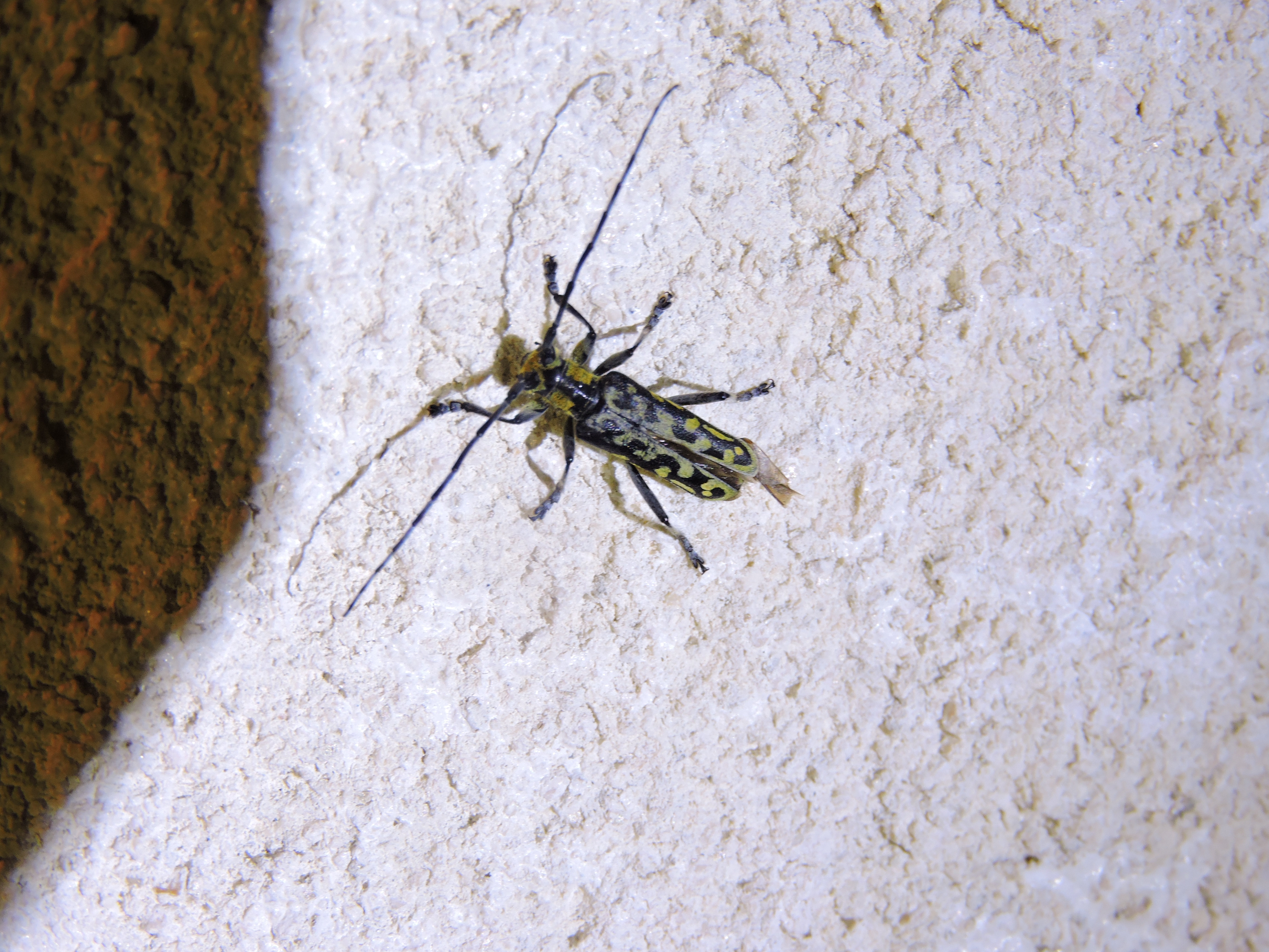 saperde à échelon (saperda scalaris)