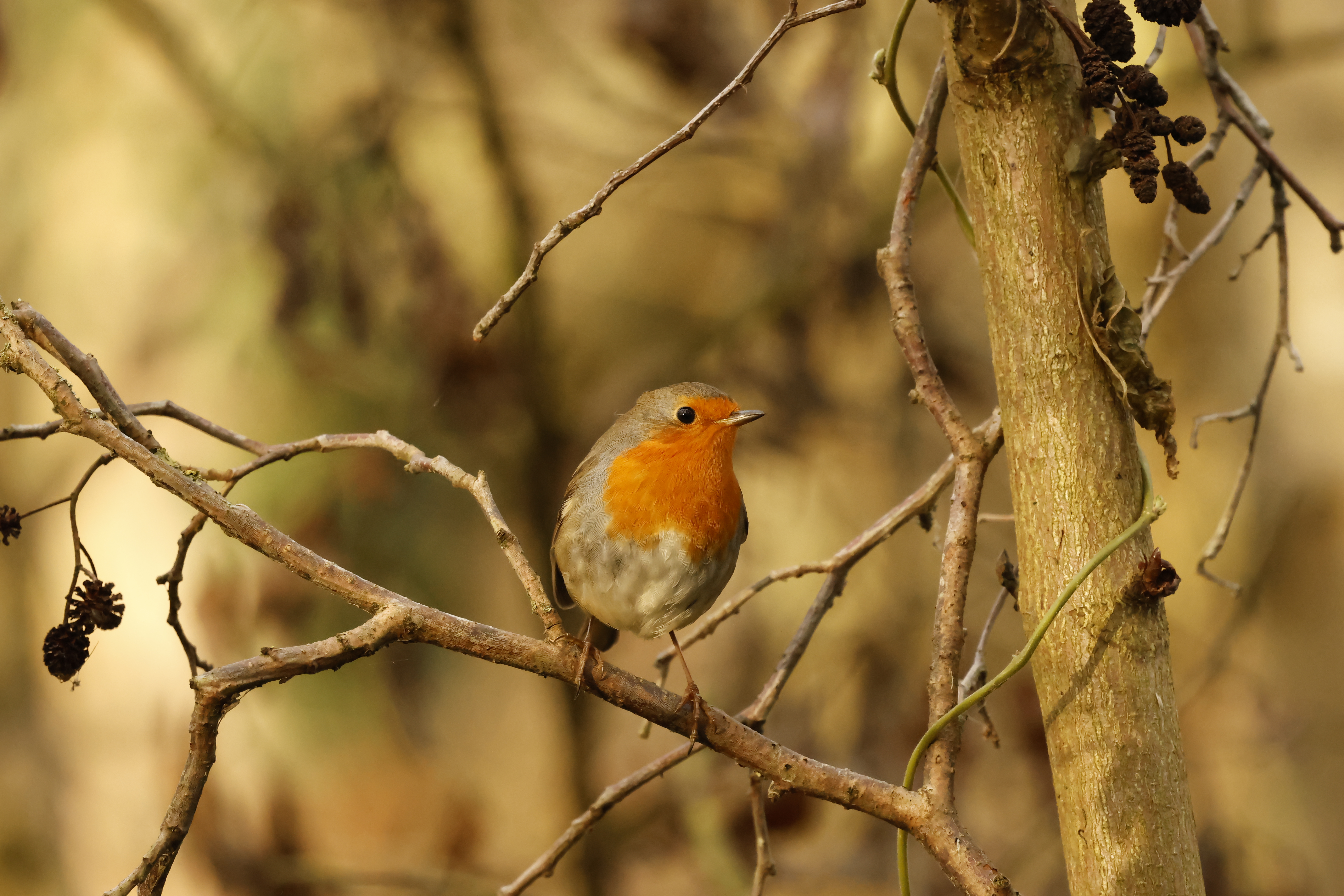 Sortie faune automnale au marais de Cambrin